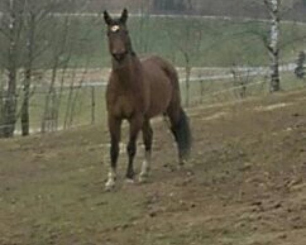 broodmare Ronja (Bavarian, 1998, from Raphael)