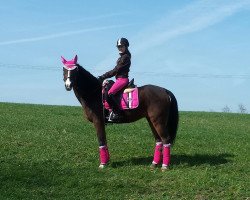 Dressurpferd Avanti 210 (Deutsches Reitpony, 2002)