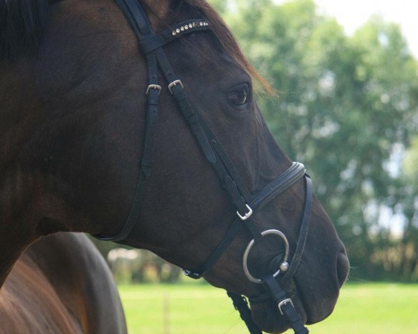 jumper Lawinia 39 (Westphalian, 2006, from Lord Loxley I) jumper Lawinia 39 (Westphalian, 2006, from Lord Loxley I)