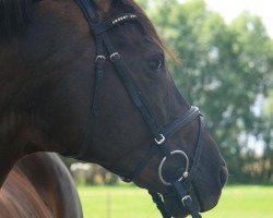 jumper Lawinia 39 (Westphalian, 2006, from Lord Loxley I)
