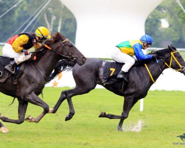 stallion Grazian AS ox (Arabian purebred, 2010, from Ajm Armani ox)