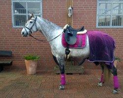 dressage horse Obediente Salvatella (Pura Raza Espanola (PRE), 2009, from Zafiro de Salvatella)