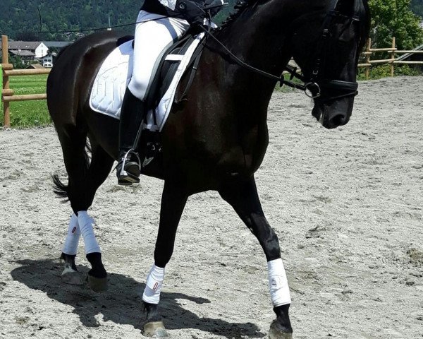 Pferd De La Maxima (Hannoveraner, 2008, von Danone II)