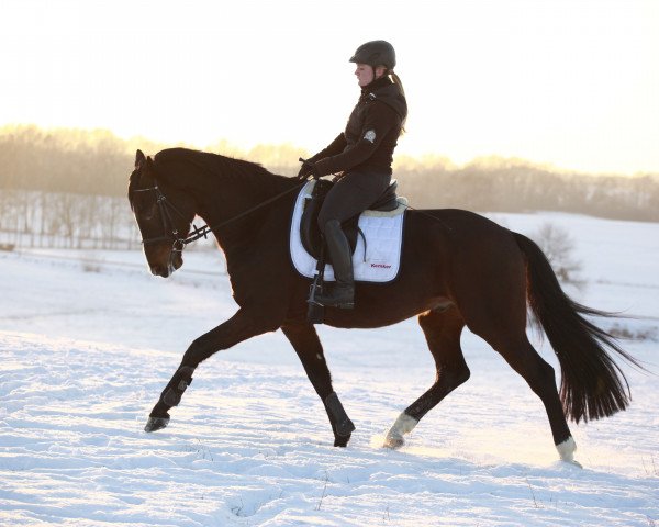 Dressurpferd Diamond's Fantastico (Oldenburger, 2012, von Diamond Hit)