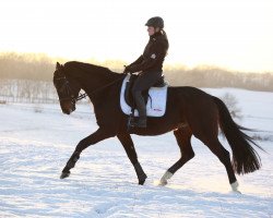 Dressurpferd Diamond's Fantastico (Oldenburger, 2012, von Diamond Hit)