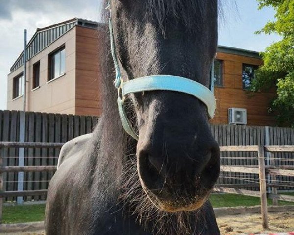 Hest Nawaro vom grünen Baum (Frieserhest, 1996, fra Feitse)