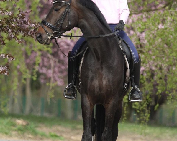Dressurpferd Soliano (Hannoveraner, 2011, von Soliman)