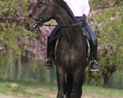 Dressurpferd Soliano (Hannoveraner, 2011, von Soliman)