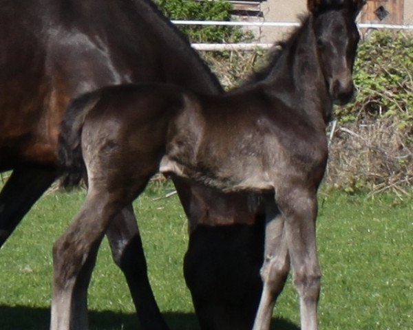 broodmare Quicksilver (Hanoverian, 2017, from Quantensprung 3) broodmare Quicksilver (Hanoverian, 2017, from Quantensprung 3)