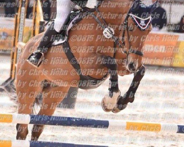jumper Ludwig O (Oldenburg show jumper, 2004, from Ludwig von Bayern 168 FIN)