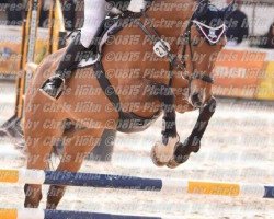jumper Ludwig O (Oldenburg show jumper, 2004, from Ludwig von Bayern 168 FIN)