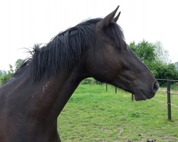 Caballo de Doma Chapter One 8 (Holsteiner, 2014, de Cormint)
