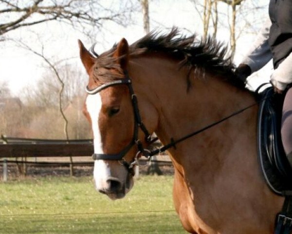 dressage horse Bolonia 5 (Polish Warmblood, 2011, from Prom)