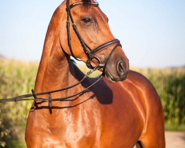 dressage horse Candy Girl H (Holsteiner, 2009, from Com Air I)
