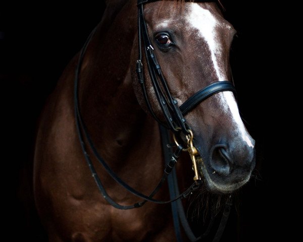 Zuchtstute Viotessa (Hessisches Warmblut, 1991, von Van Deyk)