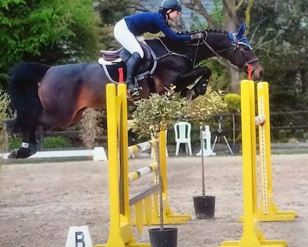 broodmare Snoopnose (Hanoverian, 2005, from Stakkato)