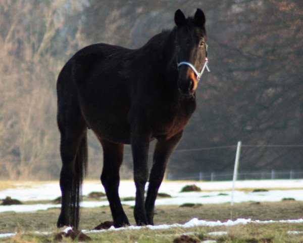 broodmare Pyarina Be-St (Westphalian, 1997, from Pythagoras Z)