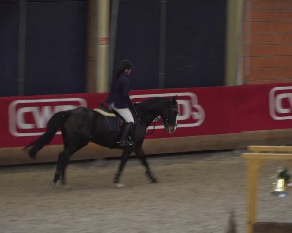 Reitturnier Mönchengladbach-Wickrath 2018