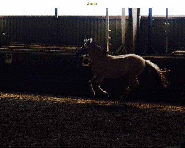 broodmare Jona (Fjord Horse, 2010, from Kenrick) broodmare Jona (Fjord Horse, 2010, from Kenrick)