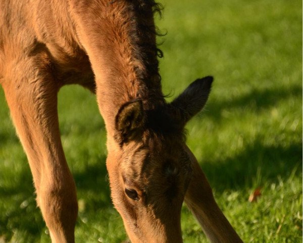 Pferd Samur GS (Deutsches Reitpony, 2017, von Jonker's Socrates)