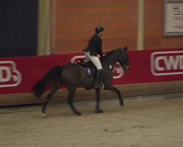 Reitturnier Mönchengladbach-Wickrath 2018