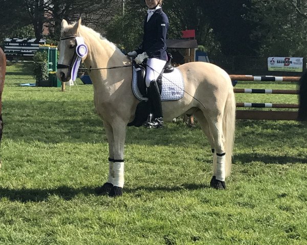 Dressurpferd Dream for two (Deutsches Reitpony, 2007, von HET Golden Dream)