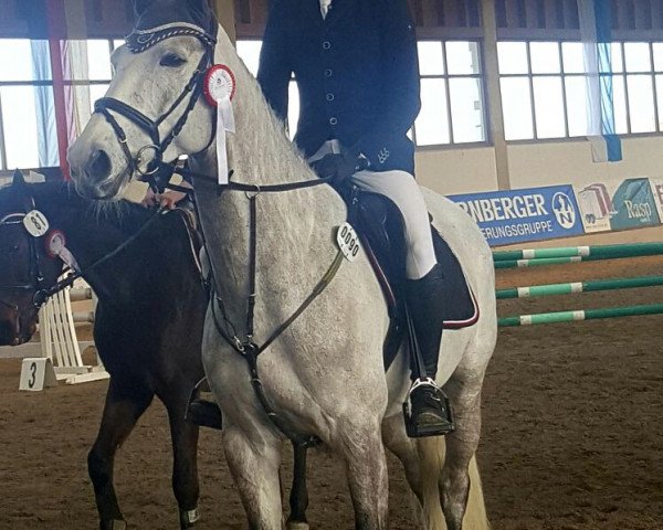 broodmare Cayenne 219 (Oldenburg show jumper, 2010, from Cornet's Stern)