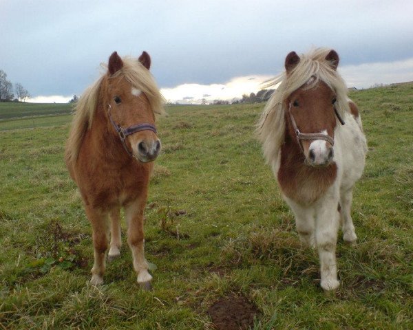 horse Sunny (German Classic Pony, 2005, from Belmondo)
