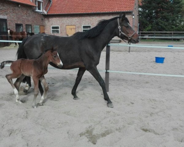 horse Fallahill (Oldenburg, 2017, from Fiandro)