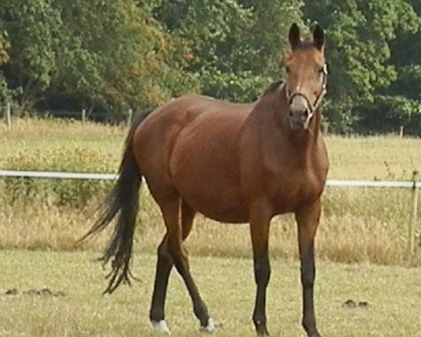 broodmare Perle XXIV (Trakehner, 1993, from Consul)