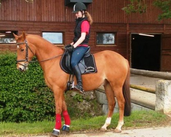 dressage horse Friedrich le Grand (German Riding Pony, 2001, from FS Pontiac)