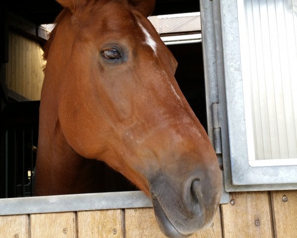 Cavallo Light my Fire 10 (Renano, 2008, di Lord Loxley I)