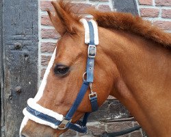 broodmare Noblesse WE (German Riding Pony, 2003, from Carlson)