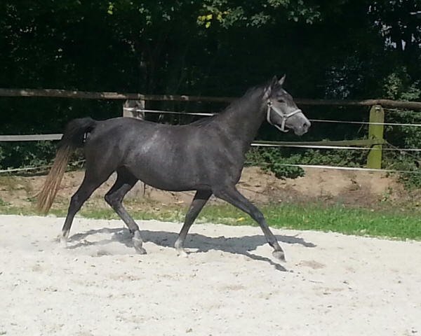 Zuchtstute Ma Princesse Royale (Trakehner, 2011, von Kronprinz)