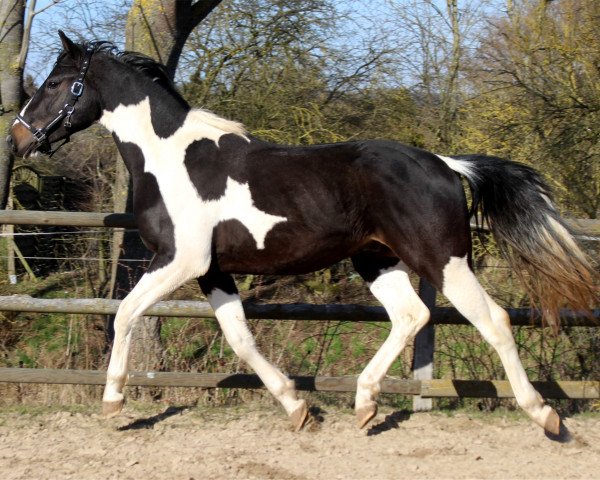 dressage horse Samico's Sensation (Westphalian, 2014, from Samico F)