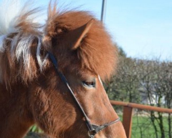 horse Hátíð vom Birkenhof (Iceland Horse, 2011, from Hjalti vom Blitzberg)