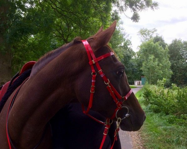broodmare SK Bijari (Arab half breed / Partbred, 2009, from Amurath D-II)