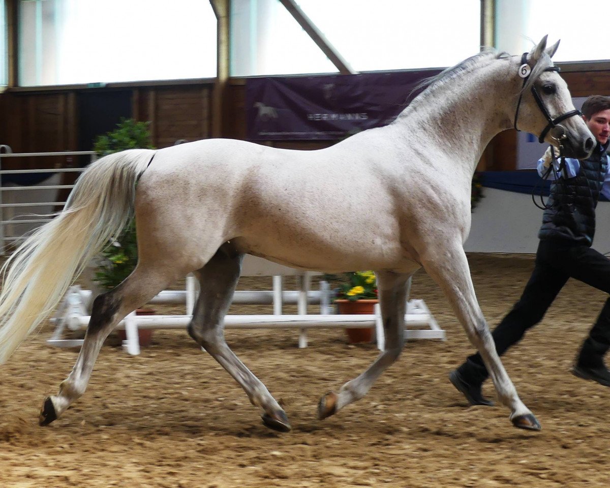 stallion MK Diabolo ox (Arabian purebred, 2006, from Nadeshnij ox)