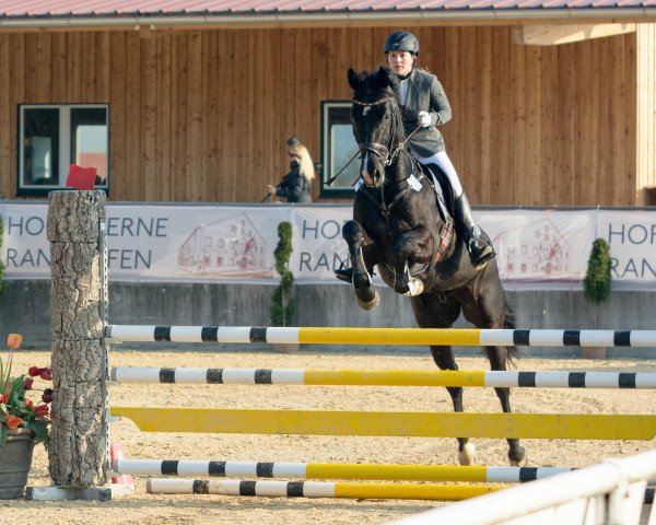 horse Leviano (Hanoverian, 2011, from Levistano)