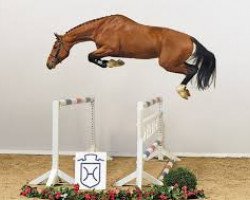 stallion Del 'Arko d'Henvet (Selle Français, 2013, from Tsunami de Hus)