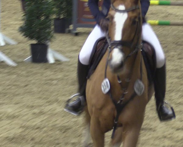 Reitturnier Münster-Handorf 2018