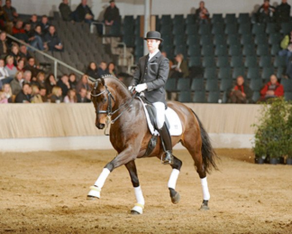 stallion Don Roncalli (Hanoverian, 2000, from Donnerhall)