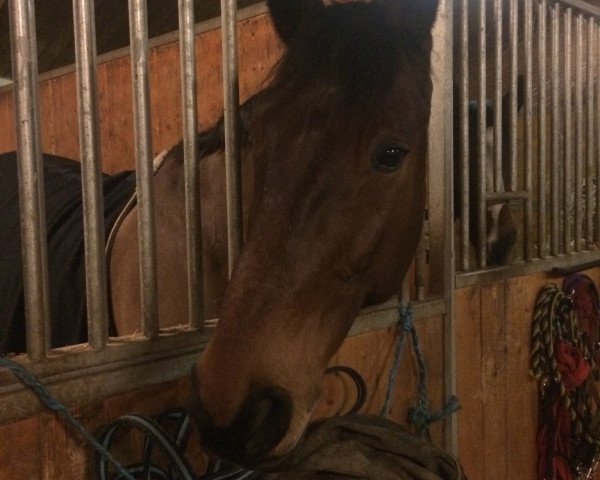 horse Bentley Azure (Hanoverian, 1997, from Bergkristall)