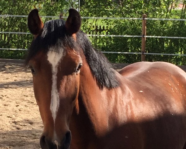 Pferd Caspar 255 (Holsteiner, 2008, von Casall Ask)