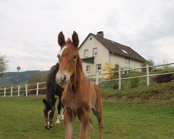 dressage horse Spot White (Westphalian, 2017, from Sir Heinrich OLD)