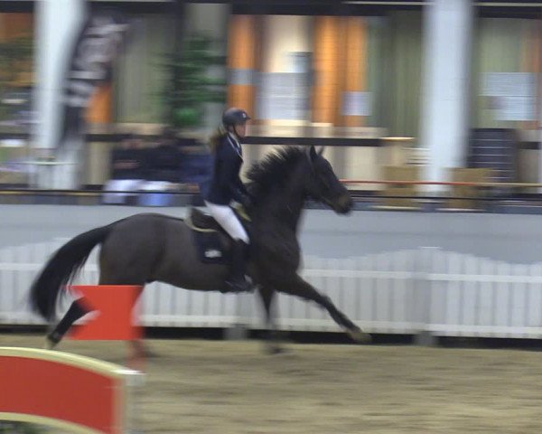 Reitturnier Münster-Handorf 2018
