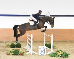 jumper Charika (Holsteiner, 2011, from Carrico)