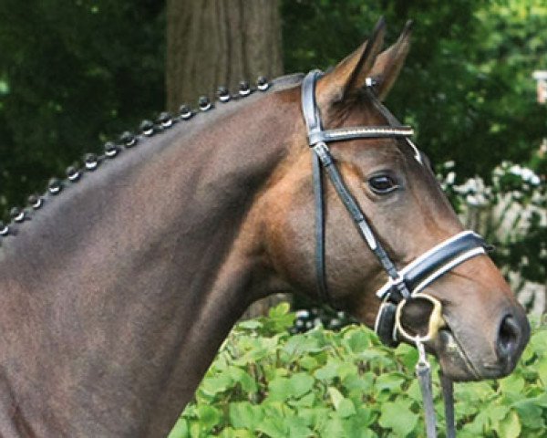 stallion Royal Cavalier (Hanoverian, 2010, from Royaldik)