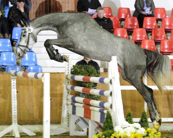 broodmare Quintana 59 (Oldenburg show jumper, 2007, from Quicksilber)