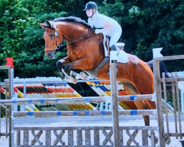 jumper Don Juan 198 (Zweibrücken, 2009, from Damarco)